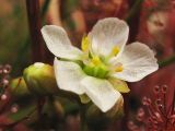 Drosera intermedia. Цветок и бутон. Нидерланды, провинция Drenthe, национальный парк Dwingelderveld, болотистая луговина. 25 июля 2008 г.