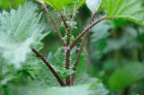 Urtica pilulifera