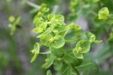 Euphorbia jenisseiensis