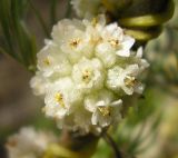 Cuscuta approximata