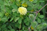 Trifolium campestre