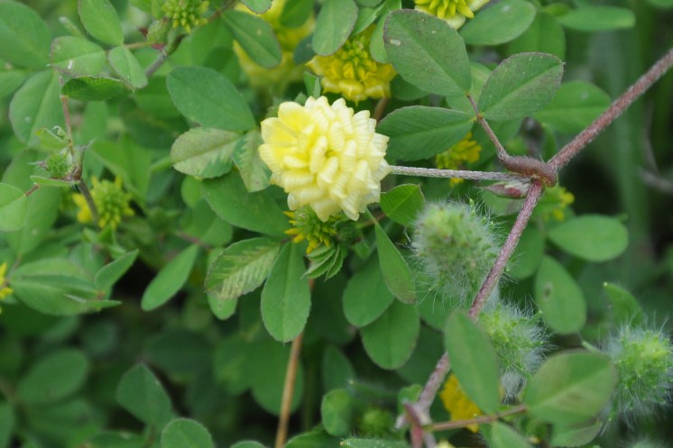 Изображение особи Trifolium campestre.