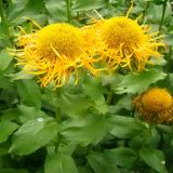 Inula grandiflora. Верхушки побегов с соцветиями. Республика Карачаево-Черкесия, Карачаевский р-н, Тебердинский заповедник, ущелье Азгек, западный исток р. Азгек, у места начала подъёма к пер. Хаджибей. 22.08.2010.