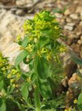 Cruciata taurica