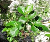 Salix jenisseensis