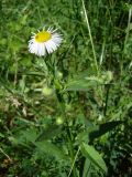 Erigeron annuus. Верхушка цветущего растения. Краснодарский край, Кущёвский р-н, станица Шкуринская, многолетняя залежь. 10.06.2009.