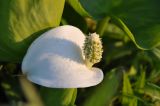 Calla palustris. Соцветие. Республика Бурятия, окр. мыса Тонкий, заболоченный берег ручья. 20.07.2013.