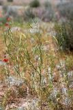 Diptychocarpus strictus. Верхушка плодоносящего растения. Южный Казахстан, восточная граница пустыни Кызылкум. 04.05.2013.