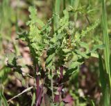 Sonchus oleraceus