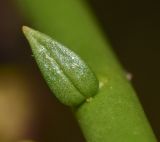 Periploca aphylla