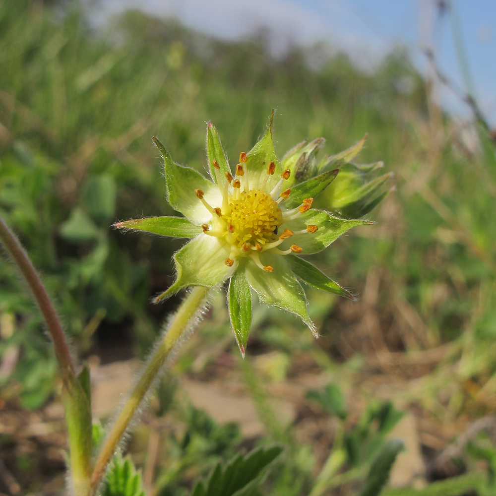 Изображение особи Fragaria viridis.