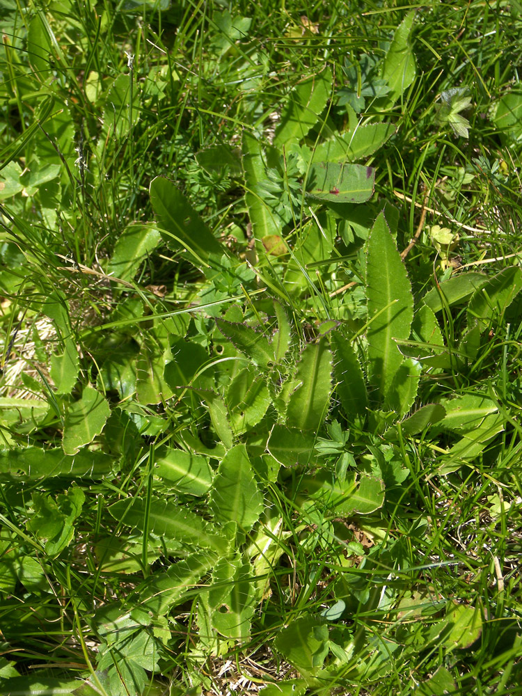 Изображение особи Cirsium simplex.