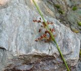 Juncus decipiens