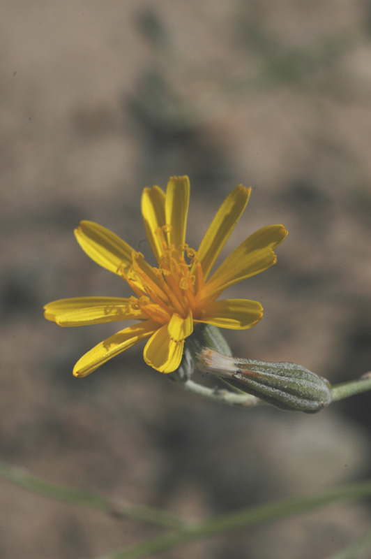 Изображение особи Chondrilla lejosperma.