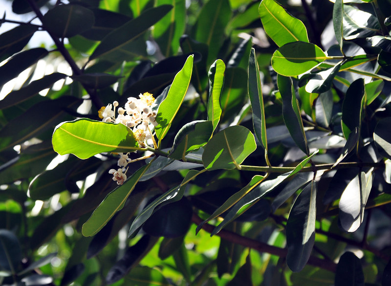 Image of Calophyllum inophyllum specimen.