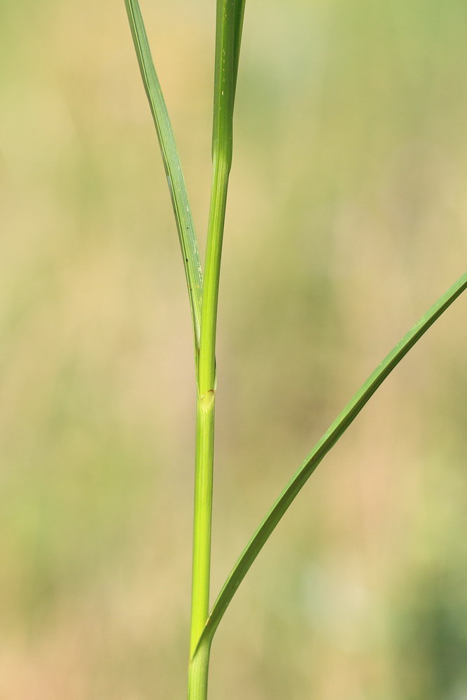 Изображение особи Bolboschoenus planiculmis.