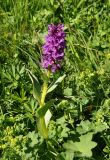 Dactylorhiza euxina. Цветущее растение. Карачаево-Черкесия, окр. пос. Архыз, долина р. София, ≈ 1900 м н.у.м., влажный луг у берега реки. 18.06.2015.