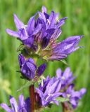 Campanula glomerata. Соцветие. Ленинградская обл., Кировский р-н, южнее ст. Ивановская, луг. 11.07.2008.