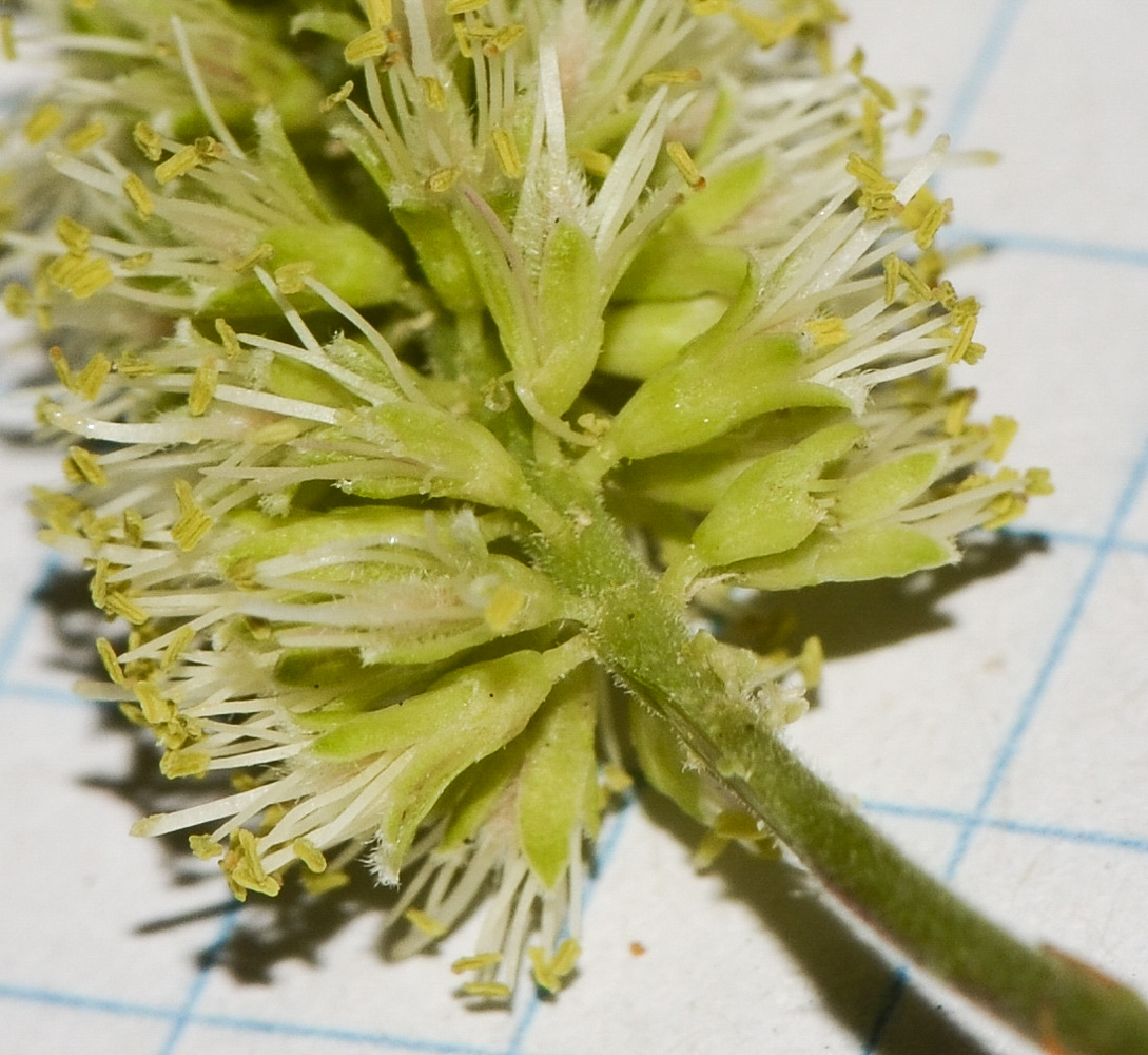 Изображение особи Prosopis juliflora.