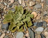 Verbascum thapsus