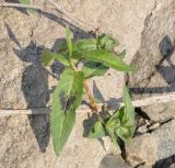 род Persicaria