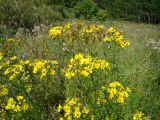 Senecio erucifolius. Верхушки цветущих растений. Пензенская обл., Каменский р-н, окр. с. Владыкино, луг в пойме р. Малый Атмис, у опушки \"Владыкинского леса\". 10 августа 2016 г.