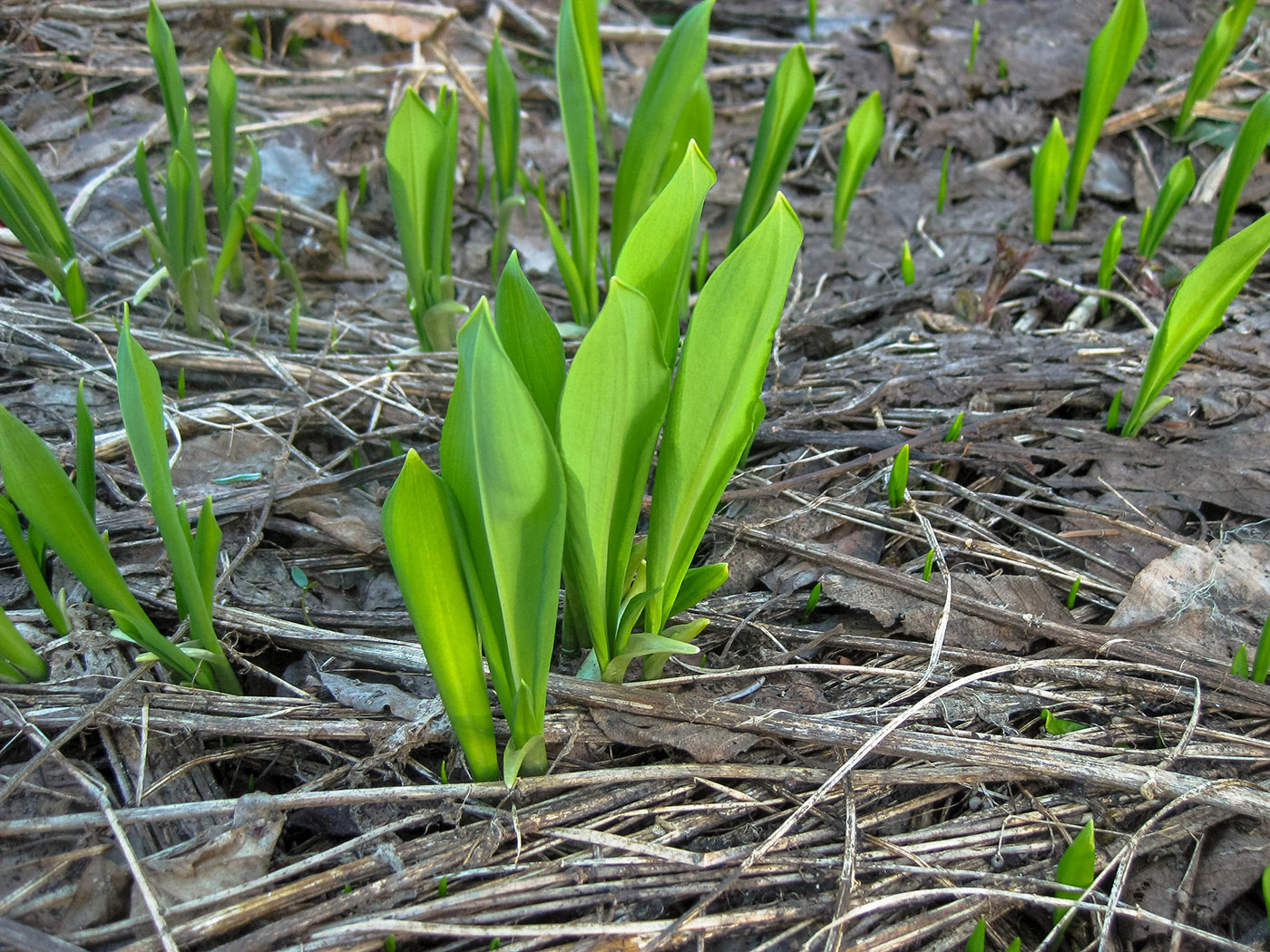 Изображение особи Allium ursinum.