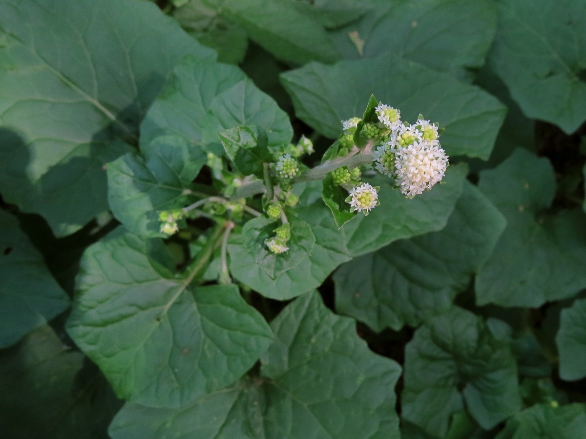 Image of Adenocaulon adhaerescens specimen.