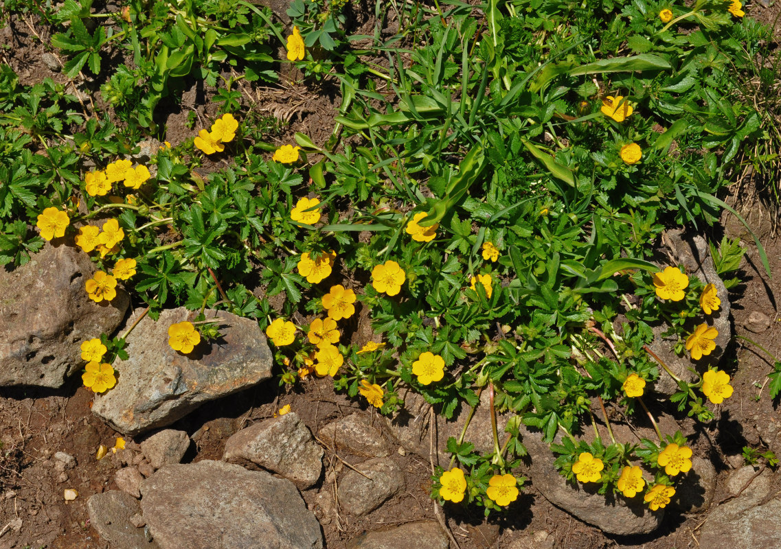 Изображение особи Potentilla ruprechtii.