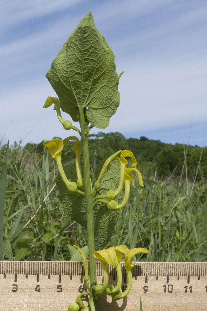 Изображение особи Aristolochia clematitis.