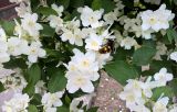 род Philadelphus. Цветки и листья, с кормящейся осой Megascolia maculata. Краснодарский край, г. Тихорецк, в культуре. 24.05.2018.