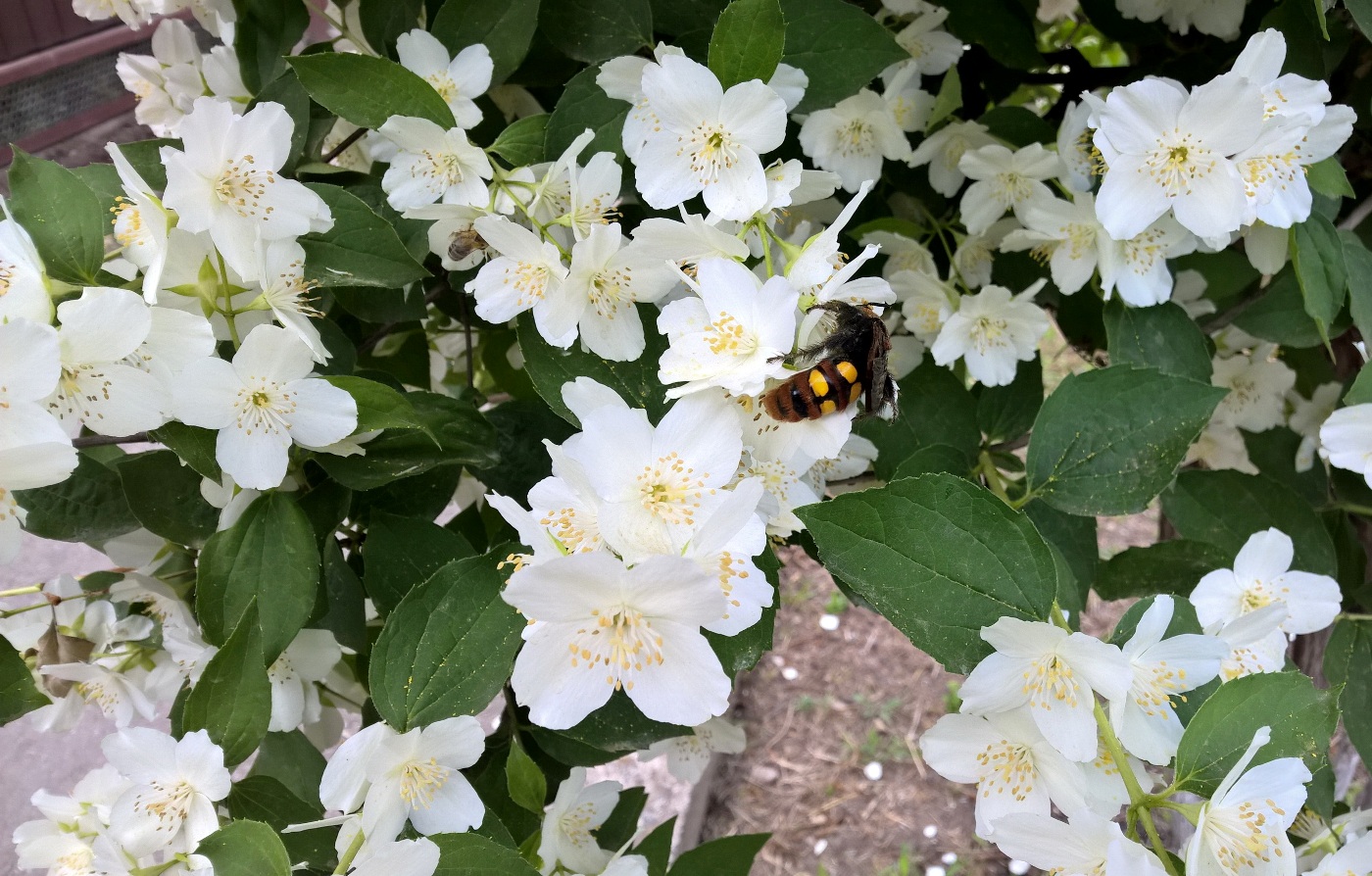 Изображение особи род Philadelphus.