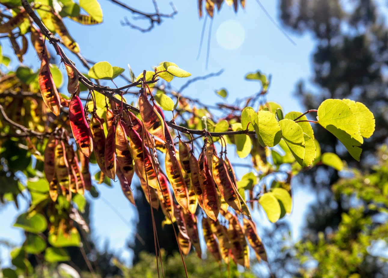 Изображение особи Cercis siliquastrum.