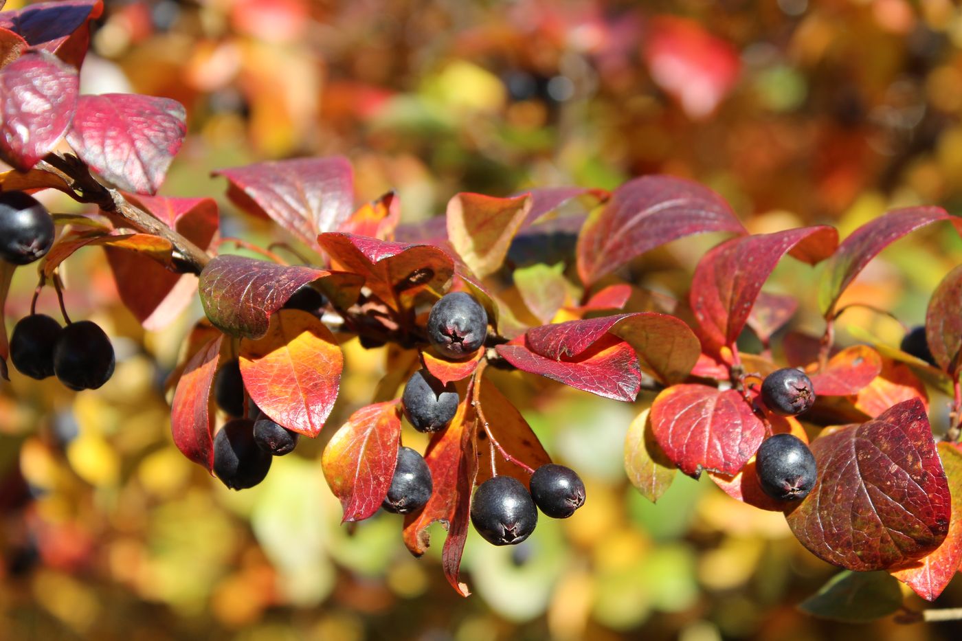 Изображение особи Cotoneaster lucidus.