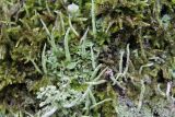 Cladonia разновидность bacillaris