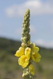 Verbascum densiflorum