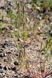 Anisantha tectorum