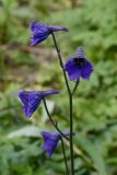 Delphinium iliense