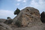 Juniperus polycarpos