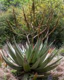 Aloe ferox