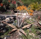 Aloe cryptopoda