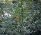 Taxus canadensis