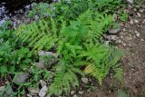 Athyrium monomachii. Спороносящее растение. Приморье, Хасанский р-н, п-ов Гамова, окр. мыса Гамова, широколиственный лес, берег пруда. 01.08.2021.