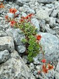 Saxifraga aizoides. Цветущее растение. Кольский полуостров, горы Хибины, обмелевшее русло руч. Лявойок, песчано-каменная россыпь. Август.