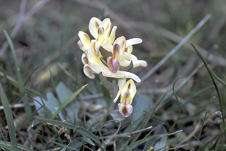 Image of genus Corydalis specimen.