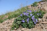 Geranium saxatile