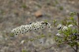 Spiraea aquilegifolia. Цветущий побег с кормящимися жуками Mylabris splendidula. Бурятия, Кижингинский р-н, окр. с. Кижинга. 24.05.2015.