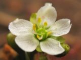 Drosera intermedia. Цветок. Нидерланды, провинция Drenthe, национальный парк Dwingelderveld, болотистая луговина. 25 июля 2008 г.