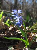 Scilla siberica