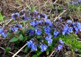 Pulmonaria mollis. Цветущее растение. Кемеровская обл., Междуреченский р-н, окр. пос. Камешек. 3 мая 2012 г.